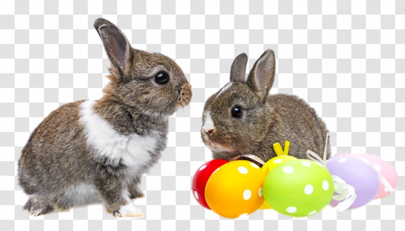 Easter Bunny Egg Rabbit Photography - Mobile Phone - HD Two Cute Rabbits Transparent PNG