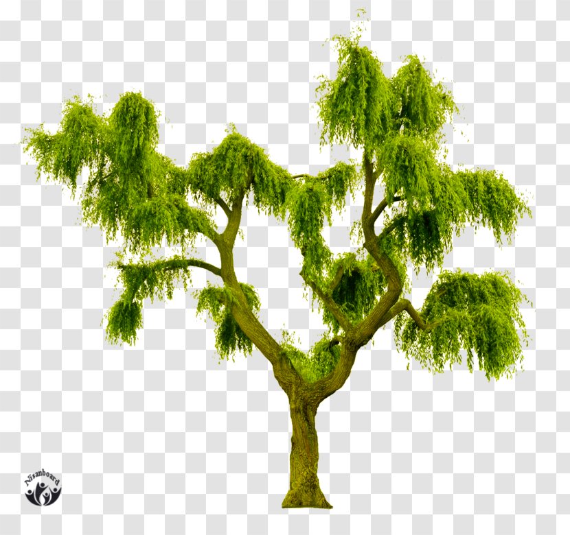 Royalty-free Stock Photography Tree Shutterstock - Leaf Transparent PNG