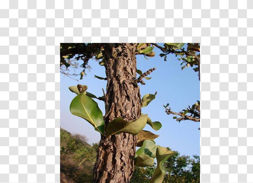 Catuaba Bark Tree Food Erythroxylum - Plant Transparent PNG