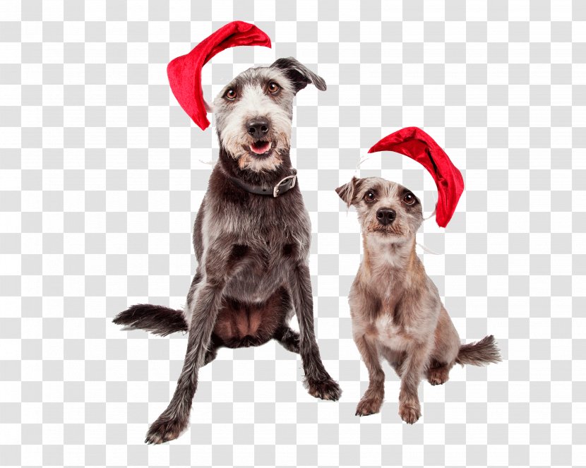 Dog Breed Puppy Pit Bull Santa Claus Stock Photography - Companion - Christmas Transparent PNG