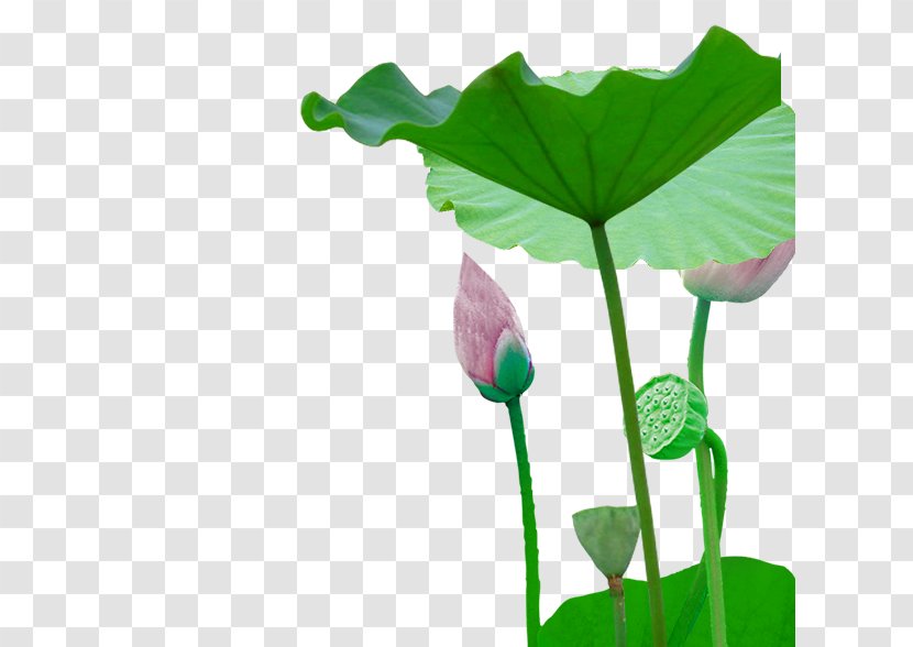 Leaf Bud Plant Stem Flower - Sacred Lotus Transparent PNG