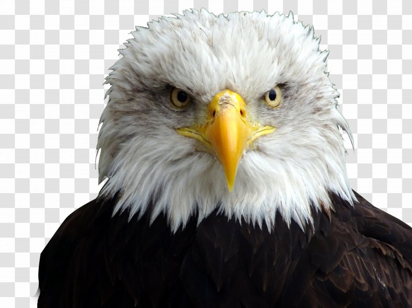 Bald Eagle White-tailed - Bird - Sign Head Transparent PNG