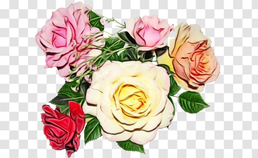 Garden Roses Petal Flower Photography Image - Rose Family Transparent PNG