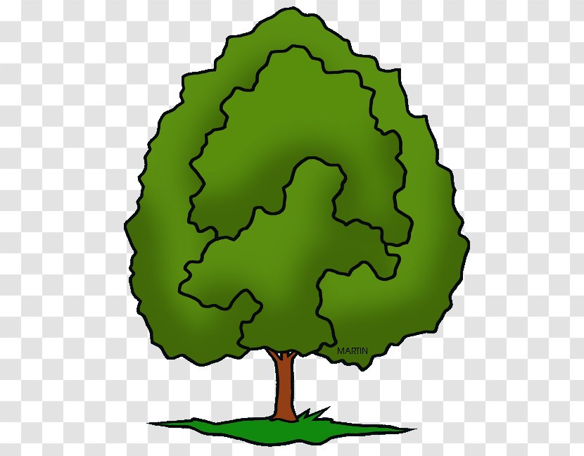 Tree Clip Art Maryland Illinois White Oak - Organism Transparent PNG