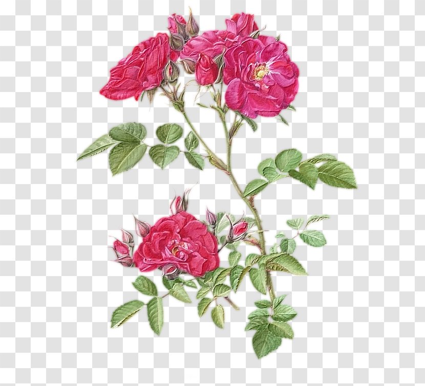 Garden Roses Cabbage Rose Flower Botany Floral Design - Flowerpot Transparent PNG