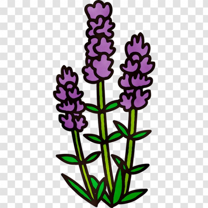 English Lavender Plant Stem Cut Flowers Purple Clip Art - Flowering - Pedicel Transparent PNG