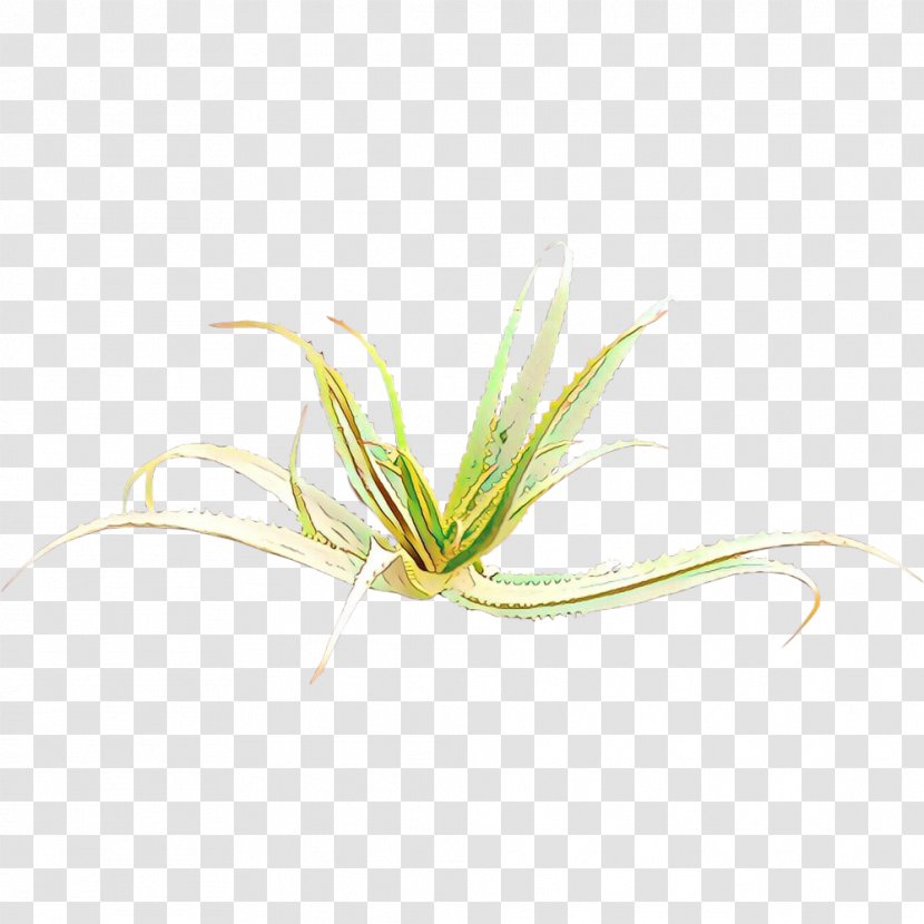 Green Grass Background - Crinum Flower Transparent PNG