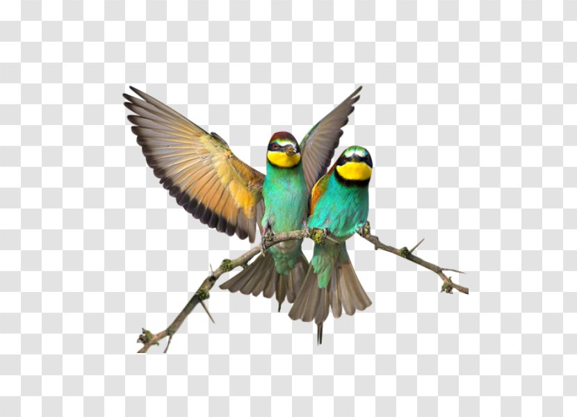 Bird Clip Art - Macaw Transparent PNG