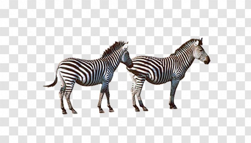 Quagga Horse Zebra - Black And White - Two Transparent PNG