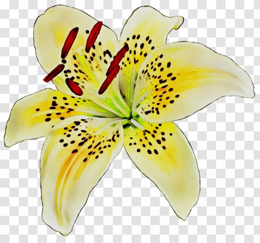 Yellow Cut Flowers Lily M - Plant Transparent PNG