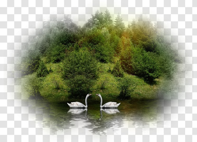 Desktop Wallpaper Nature Download Display Resolution - Grass - Swans Transparent PNG