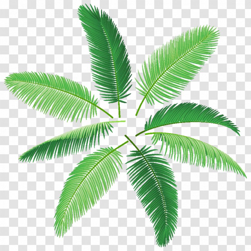 Arecaceae Palm Branch Royalty-free Photography - Leaf Transparent PNG