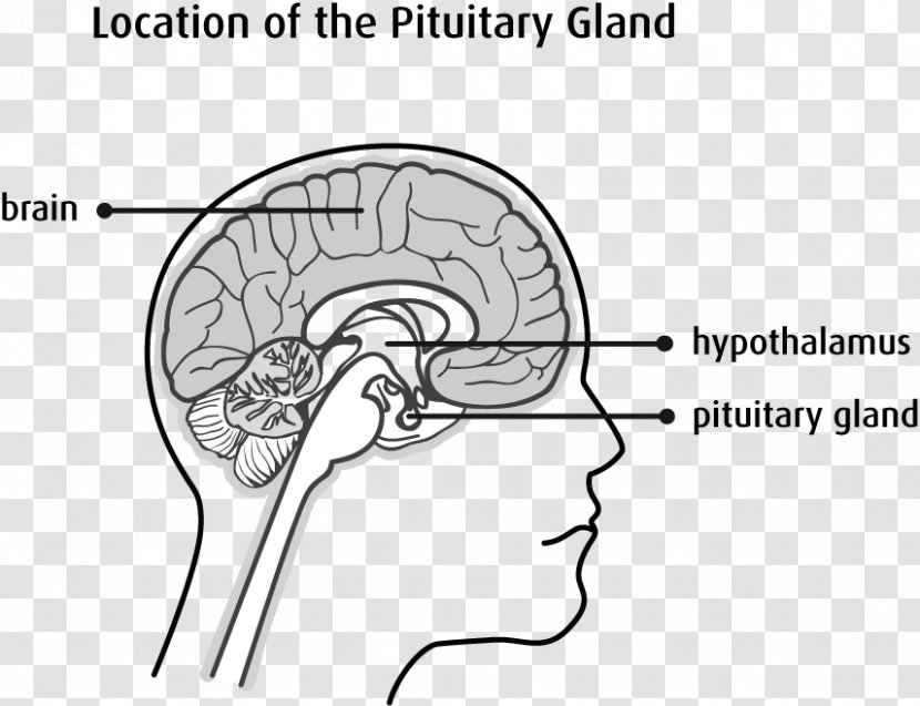 Pituitary Gland Hypothalamus Endocrine Posterior - Heart - Adrenal Transparent PNG
