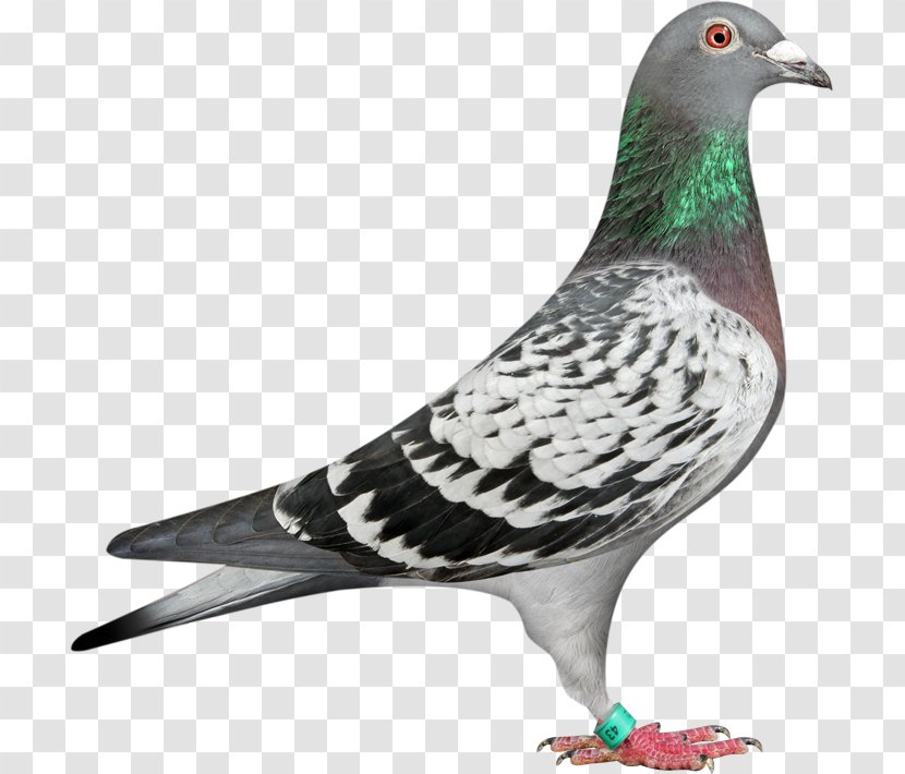 Homing Pigeon Racing Homer Columbidae Bird Fancy - Breed Transparent PNG