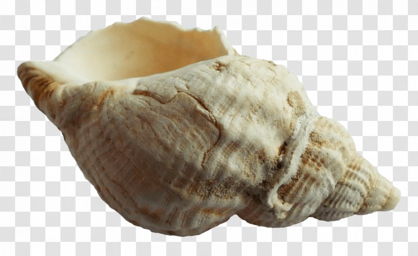 Seashell Conch Clip Art - Molluscs Transparent PNG