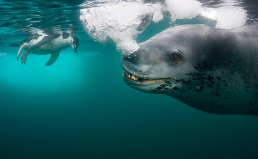 Antarctica Leopard Seal Penguin Photographer - Harbor Transparent PNG