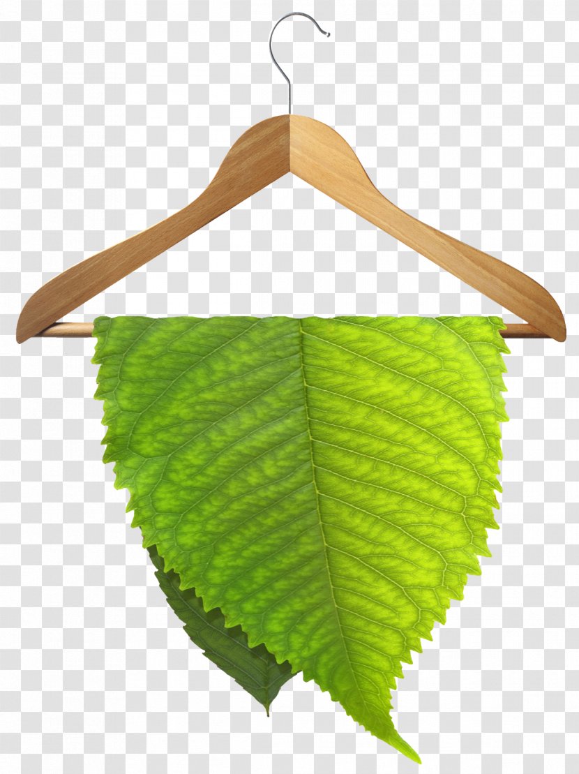 Eco Friendly Dry Cleaning Wet Environmentally - Leaf - Pictures Transparent PNG
