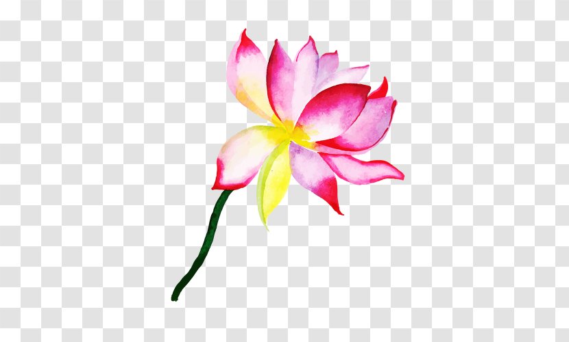 Lily Flower Cartoon - Lotus Family - Wildflower Proteales Transparent PNG