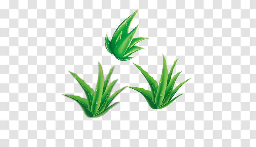 Aloe Vera Green Bamboo Gratis - Grasses Transparent PNG