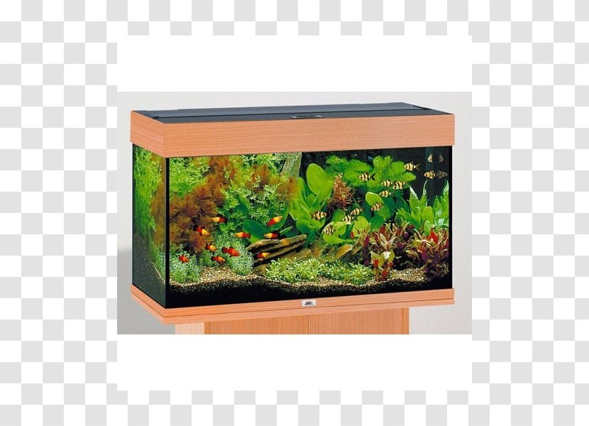 Juwel Aquarium Filters Maple Aquatics Fishkeeping - Pond Transparent PNG