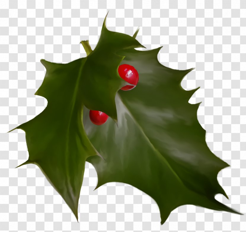 Christmas Holly Ilex - American - Flower Hollyleaf Cherry Transparent PNG
