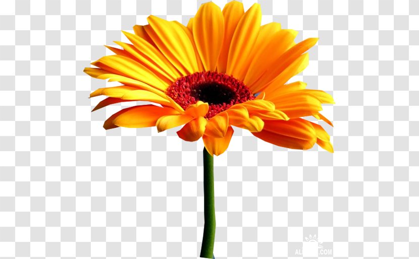 Art Poster Transvaal Daisy Clip - Sunflower - Gerbera Vector Transparent PNG