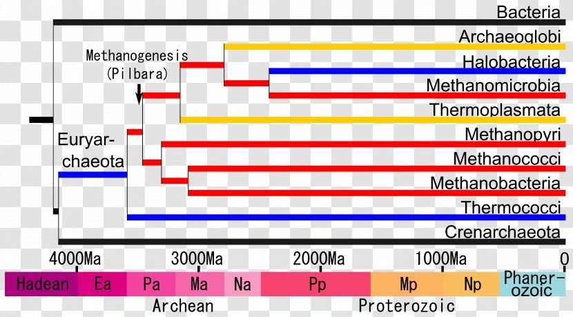 Methanogen Crenarchaeota Methanobacteria Korarchaeota Nanoarchaeota - Document - Phylogenetic Tree Of Life Transparent PNG