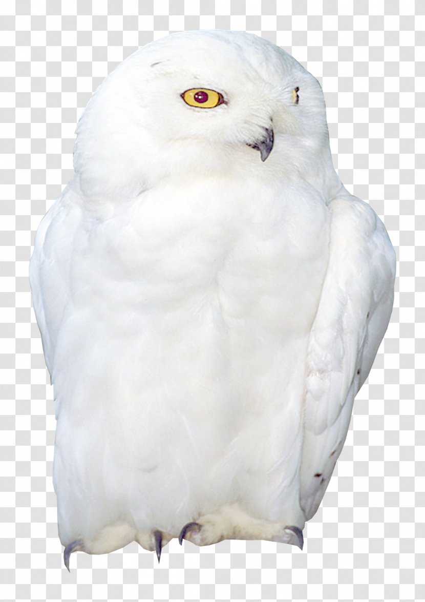 Owl Bird Domestic Pigeon Cygnini - Insect - Birds Transparent PNG