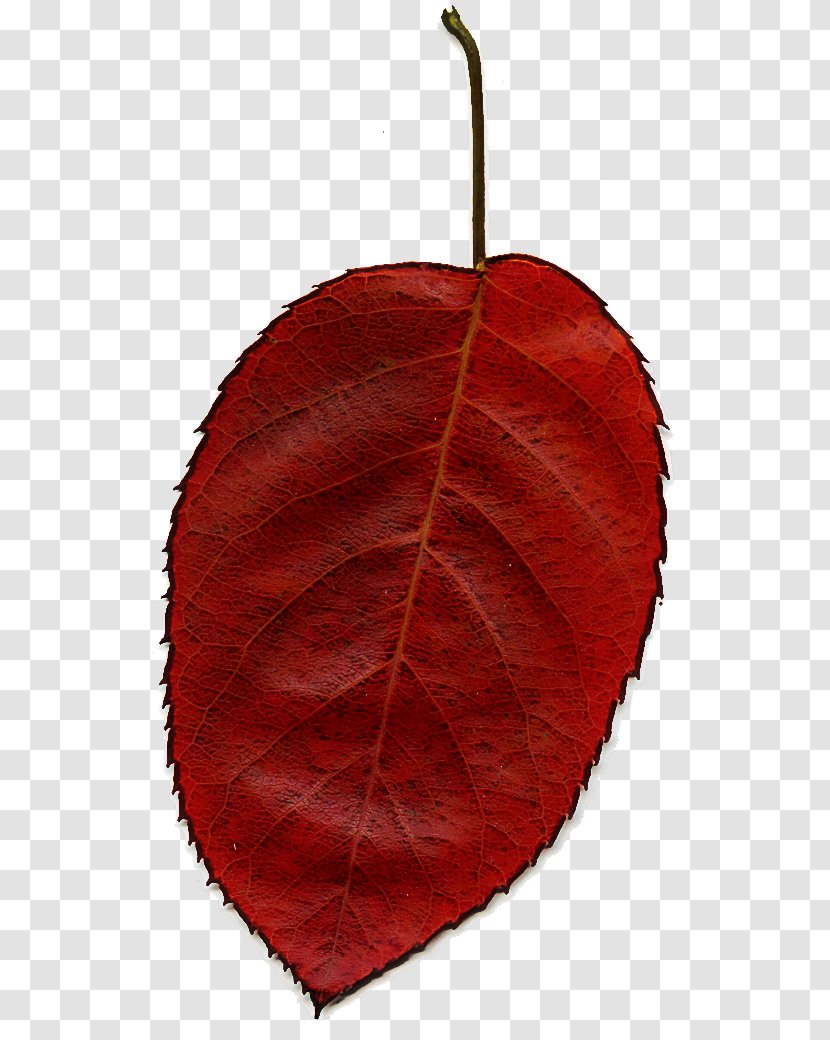 Leaf Red Tree Plant Flower - Symmetry Deciduous Transparent PNG
