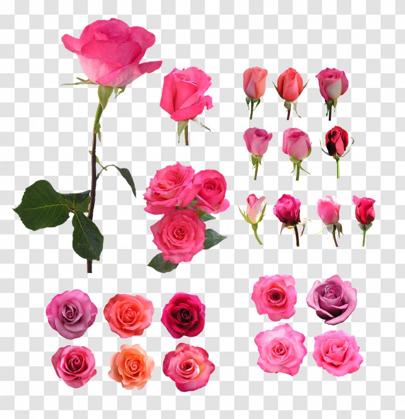 Garden Roses Beach Rose Still Life: Pink Flower - Floristry Transparent PNG