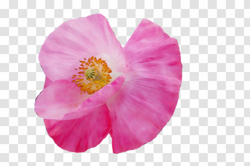 Mallows Herbaceous Plant Plants Mallow The Poppy Family Transparent PNG