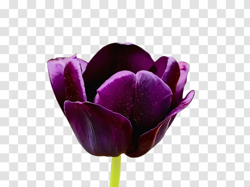 Flower Flowering Plant Purple Petal Tulip - Tulipa Humilis Lily Family Transparent PNG