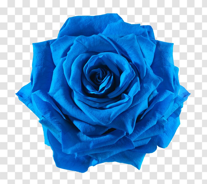 Blue Rose Cut Flowers - Flower Transparent PNG