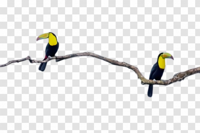 Bird Beak Line Toucan Branch - Watercolor - Piciformes Coraciiformes Transparent PNG
