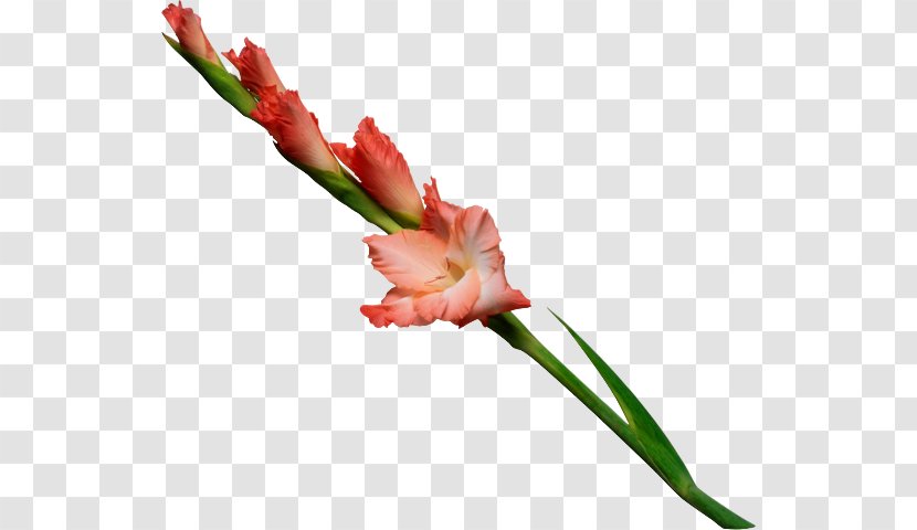Flower Plant Stem Gladiolus Murielae Floral Design Stock Photography - Birth Transparent PNG