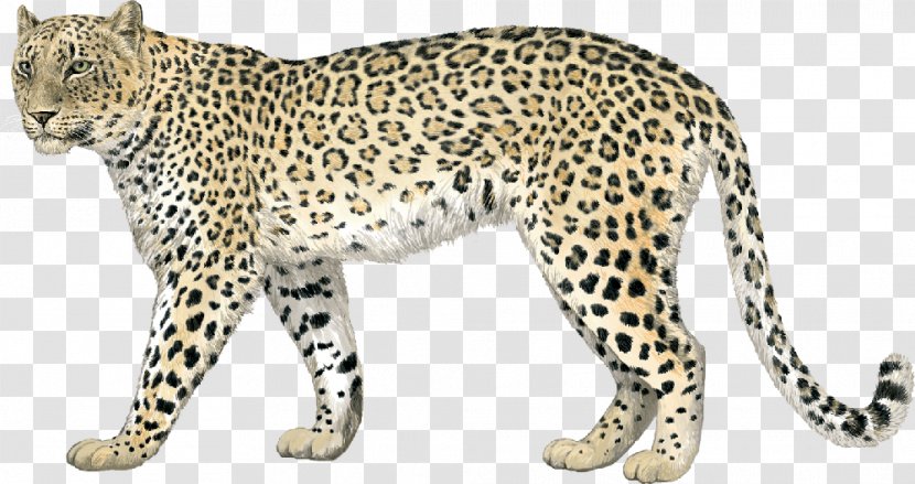 Leopard Cheetah Jaguar Whiskers Felidae Transparent PNG