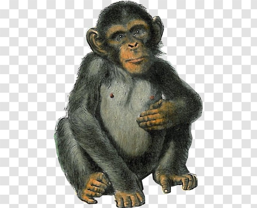 Common Chimpanzee Western Gorilla Macaque Bear Monkey - Terrestrial Animal - Mono Transparent PNG