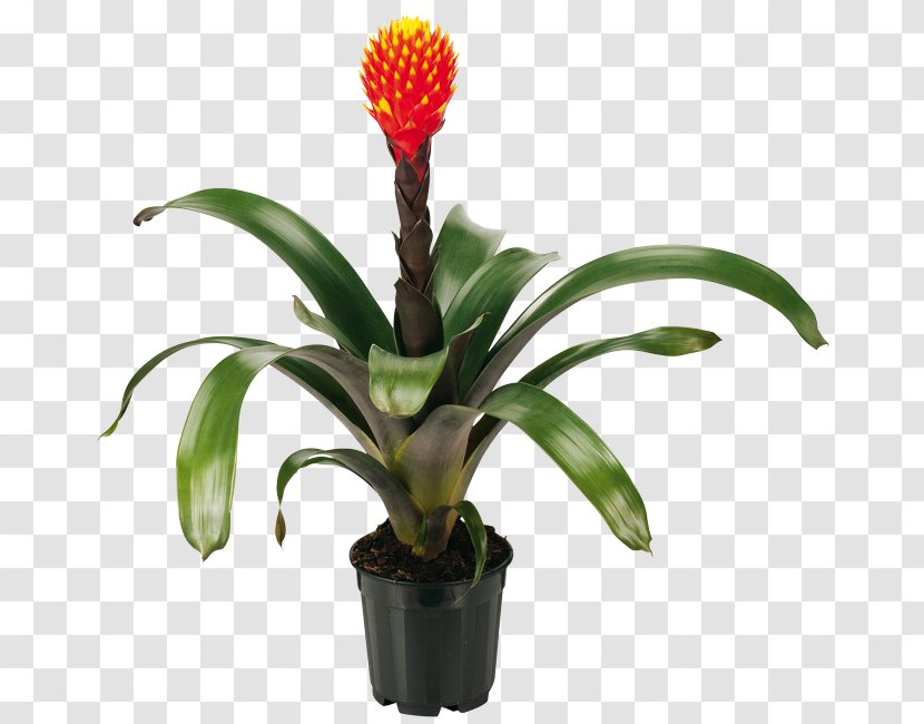 Guzmania Lingulata Conifera Bromelia Houseplant - Bromeliads - Coniferous Plant Transparent PNG