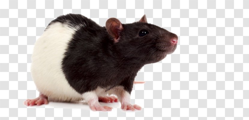 Mouse Laboratory Rat Rodent Fancy Transparent PNG