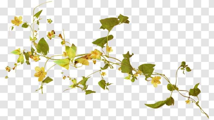 Herbaceous Plant Vine Yellow - Twig Transparent PNG