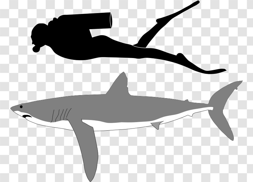 Isurus Oxyrinchus Longfin Mako Shark Tiger Pelagic Thresher Great White - Fish - Marine Mammal Transparent PNG