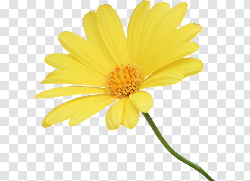 Yellow Chrysanthemum Euclidean Vector - Marguerite Daisy Transparent PNG