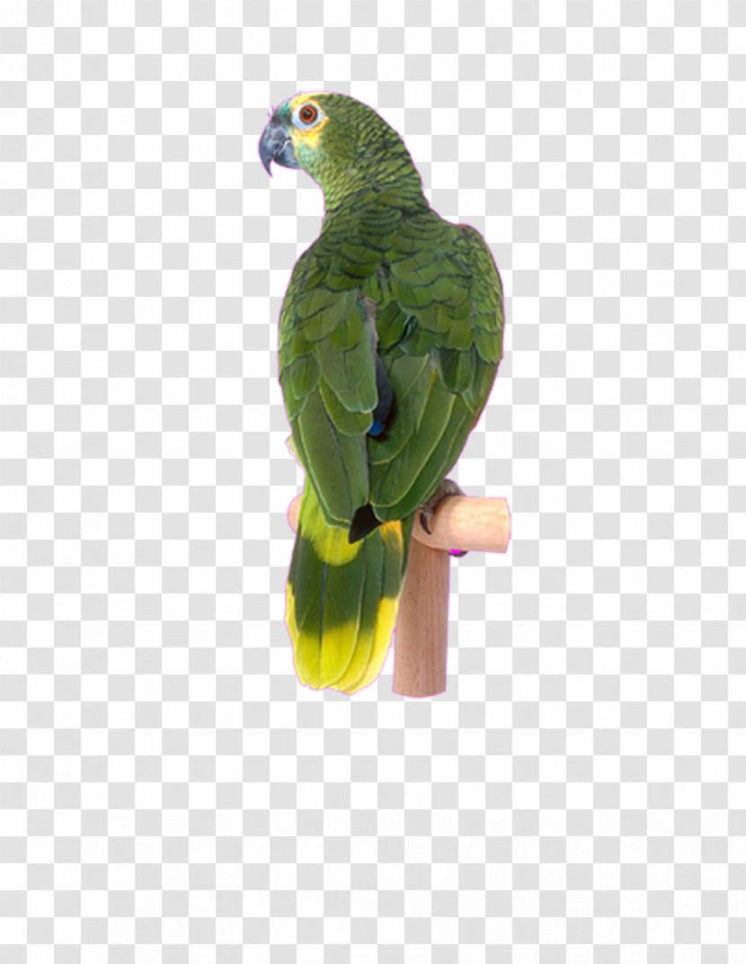 Lovebird Cockatoo Parakeet Raster Graphics - Hand-painted Parrot Transparent PNG