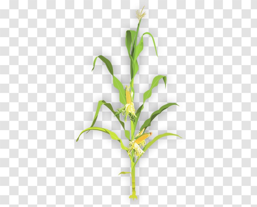 Plant Stem Maize Sweet Corn Clip Art Transparent PNG