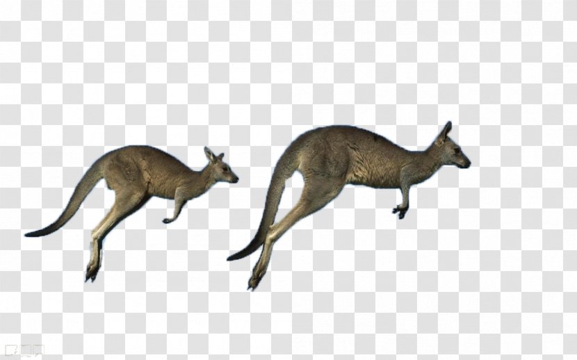 Australia Red Kangaroo Antilopine Eastern Grey Western - Kangaroos Running Transparent PNG