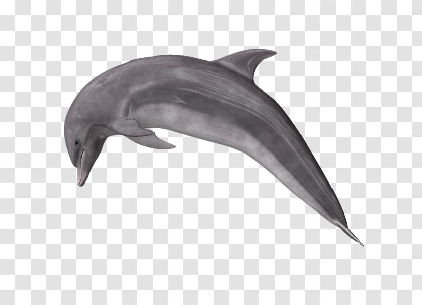 Common Bottlenose Dolphin Short-beaked Rough-toothed Wholphin Transparent PNG