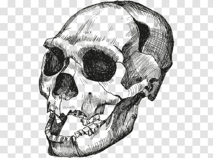 Skull Homo Sapiens Достающее звено. Книга 1. Обезьяны и все-все-все Heidelbergensis Upright Man - Bone Transparent PNG