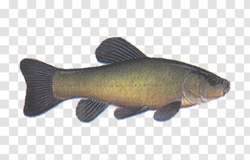 Seta Plus, S.r.o. Tench Fish Common Carp - Ray Finned - Lin Transparent PNG