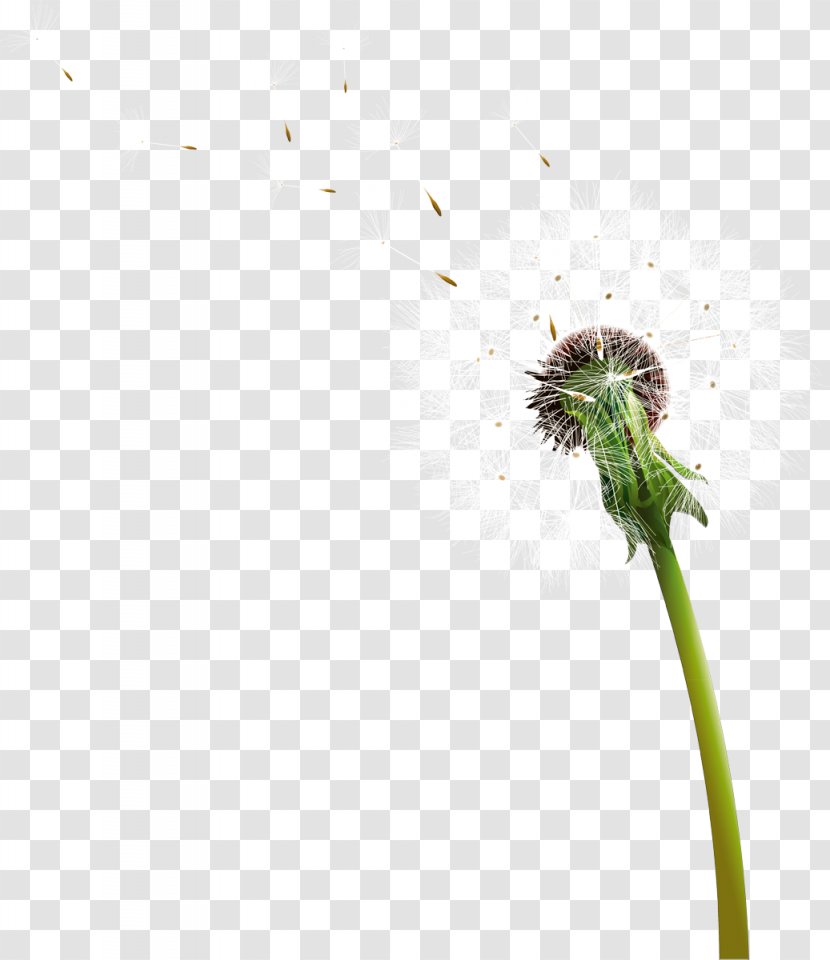 Common Dandelion Download Clip Art - Euclidean Flower Transparent PNG
