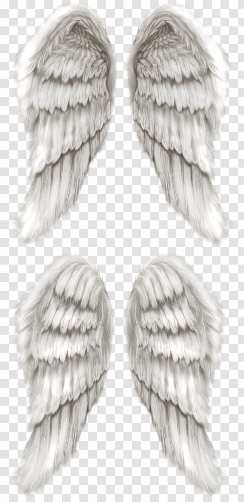 Cherub Angel Wing - Photography Transparent PNG